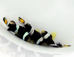 Amphiprion latezonatus - DJM Bred