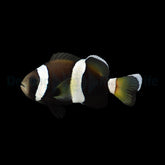 Amphiprion latezonatus - DJM Bred