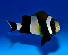 Amphiprion latezonatus