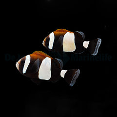 Amphiprion latezonatus (pair)