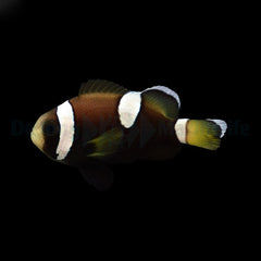 Amphiprion (saddleback blue lip)