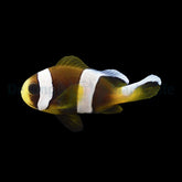 Amphiprion latifasciatus - DJM Bred