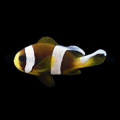 Amphiprion latifasciatus - DJM Bred