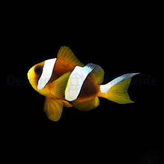 Amphiprion latifasciatus