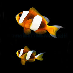 Amphiprion latifasciatus (pair)