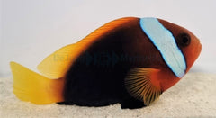 Amphiprion melanopus PNG (pair)