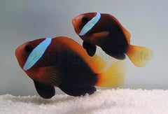 Amphiprion melanopus (pair)