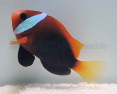 Amphiprion melanopus