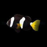 Amphiprion milii - DJM Bred