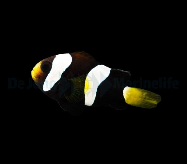 Amphiprion clarkii (Black) - DJM Bred