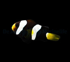 Amphiprion clarkii (Black) - DJM Bred