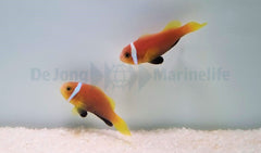 Amphiprion nigripes (pair)