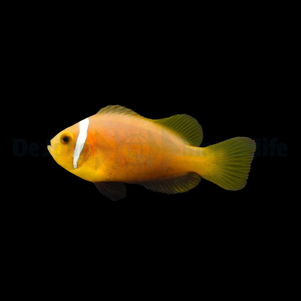 Amphiprion nigripes - DJM Bred