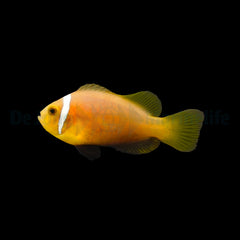 Amphiprion nigripes - DJM Bred