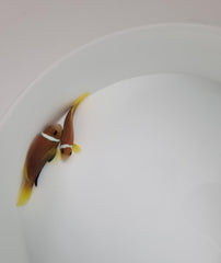 Amphiprion nigripes (pair)
