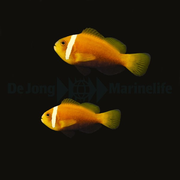 Amphiprion nigripes (pair)
