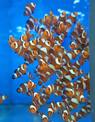 Amphiprion ocellaris - DJM Bred