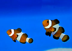 Amphiprion ocellaris (pair)