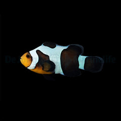 Amphiprion ocellaris (Black Gladiator) - DJM Bred