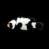Amphiprion ocellaris (Black Premium Snowflake) - DJM Bred
