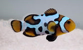 Amphiprion ocellaris (Black Snowflake) - DJM Bred