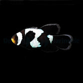 Amphiprion ocellaris (Longfin Black Snowflake) - DJM Bred