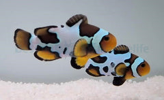 Amphiprion ocellaris (Black Snowflake) (pair) - DJM Bred