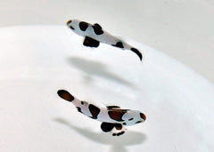 Amphiprion ocellaris black storm - DJM Bred