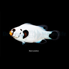 Amphiprion ocellaris (Wyoming White) - DJM Bred