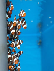 Amphiprion ocellaris (Darwin) - DJM Bred