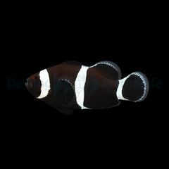 Amphiprion ocellaris (Darwin) (Full Black) - DJM Bred