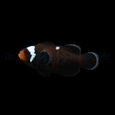 Amphiprion ocellaris (Domino) - DJM Bred