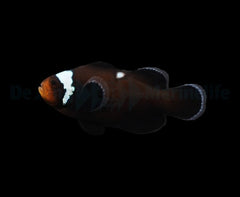 Amphiprion ocellaris (Domino) - DJM Bred