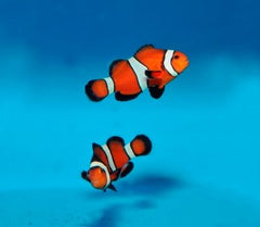 Amphiprion ocellaris (Fancy) - T.B.