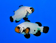 Amphiprion ocellaris (Frostbite) - DJM Bred
