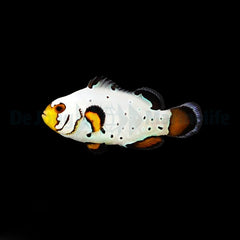 Amphiprion ocellaris (Frostbite) - DJM Bred