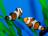 Amphiprion ocellaris (Gladiator) - DJM Bred