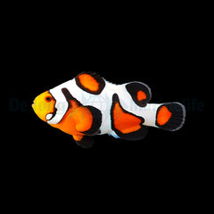 Amphiprion ocellaris (Gladiator) - DJM Bred