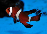Amphiprion ocellaris (Longfin) - T.B.