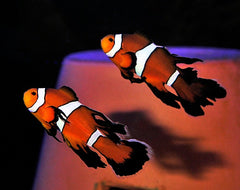 Amphiprion ocellaris (Longfin) (Pair) - T.B.