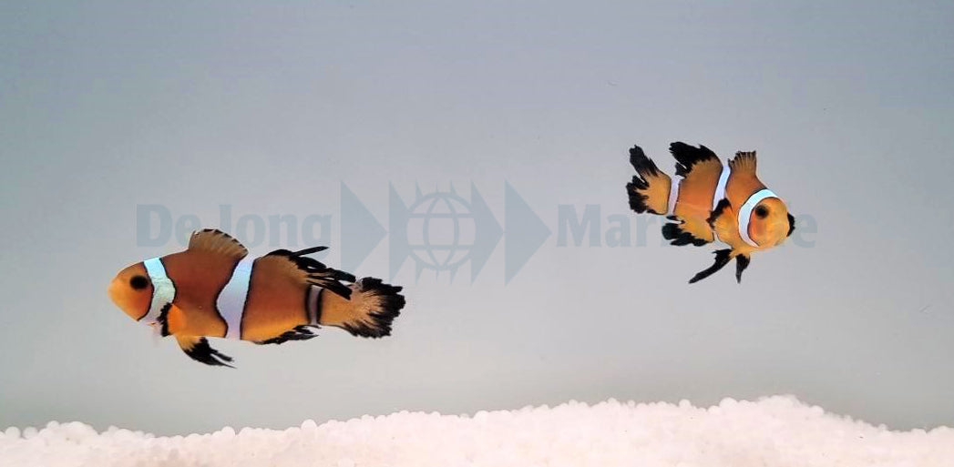 Amphiprion ocellaris longfin (pair) - T.B.