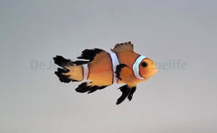 Amphiprion ocellaris (Longfin) - T.B.