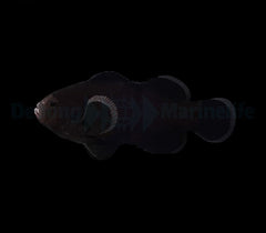 Amphiprion ocellaris (Midnight) - DJM Bred
