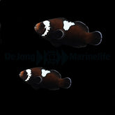 Amphiprion ocellaris (Midnight Lightning) (pair) - DJM Bred