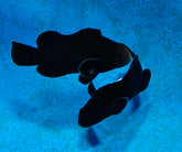 Amphiprion ocellaris (Midnight) - DJM Bred