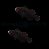 Amphiprion ocellaris (Midnight) (pair) - DJM Bred