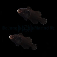 Amphiprion ocellaris (Midnight) (pair) - DJM Bred