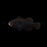 Amphiprion ocellaris (Midnight) - DJM Bred