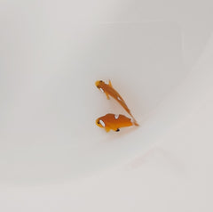 Amphiprion ocellaris (Misbar) - DJM Bred
