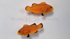 Amphiprion ocellaris (Naked) (Pair) - T.B.